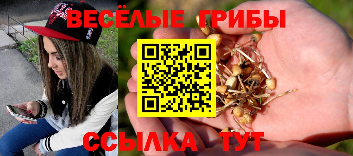 Псилоцибиновые грибы прущие грибы  Вход с VPN  Новоалександровск  Псилоцибиновые грибы Cubensis 